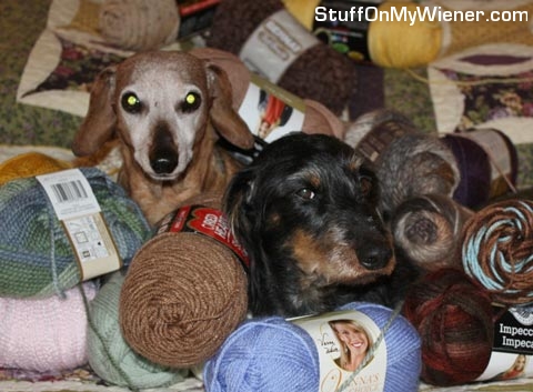 Beans and Oz in a pile of yarn.