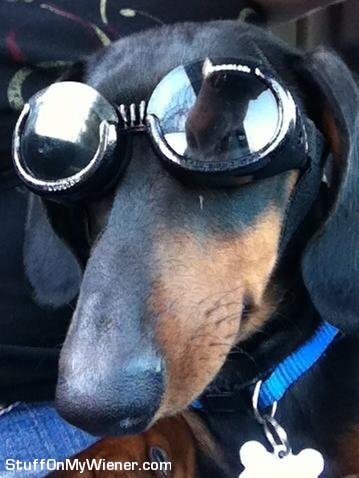 Dino wearing Doggles.