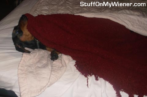 Frodo tucking himself in