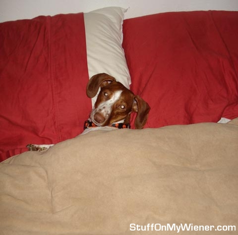 Lilly Bug tucked in.