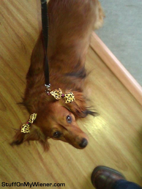 Sadie wearing bows.