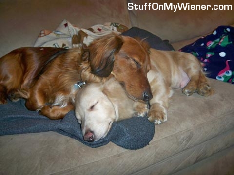 Hank resting his chin on Jax.