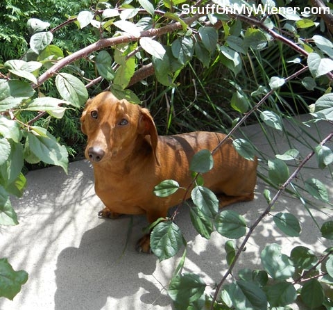 Ben looking for shade.