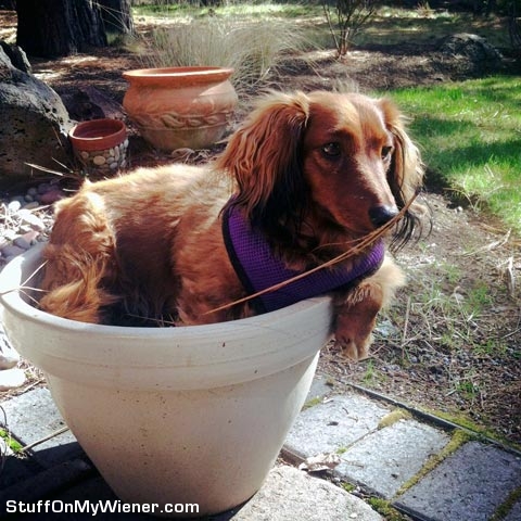 Brandee in a flower pot.