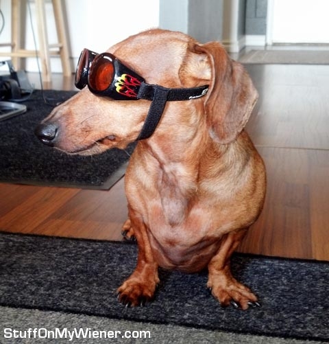 Pebbles in her Doggles.