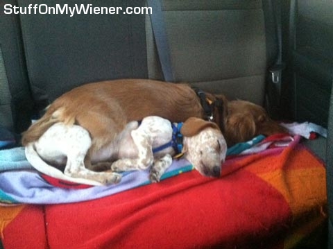 Ace and Champ after dog park