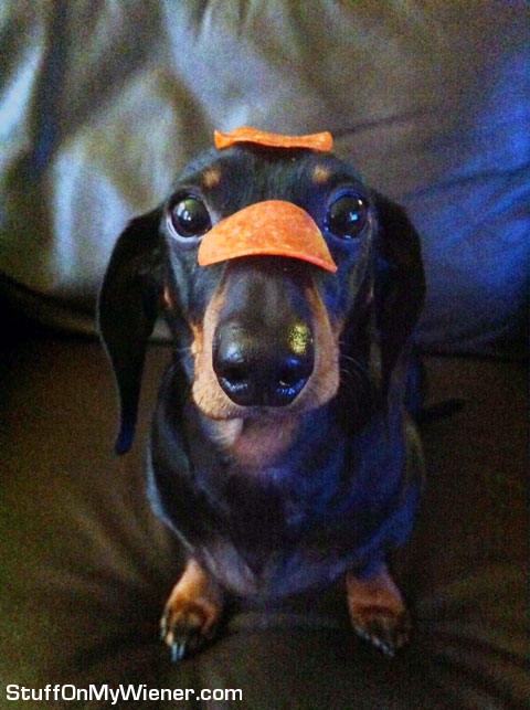 Mr. Monkey with pepperoni on him.