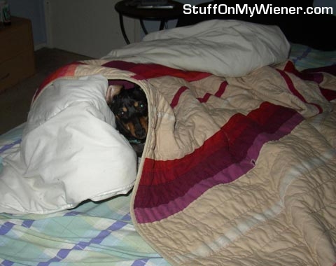 Schatzi under the covers.